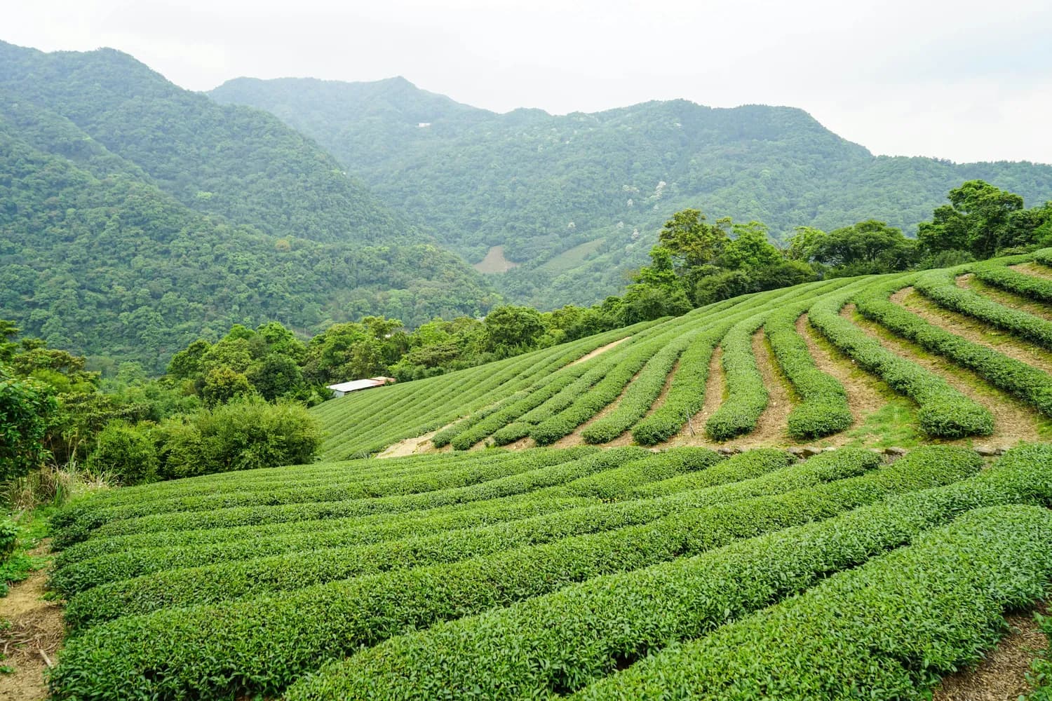天目湖白茶：从南宋贡茶到国际舞台的传奇之旅