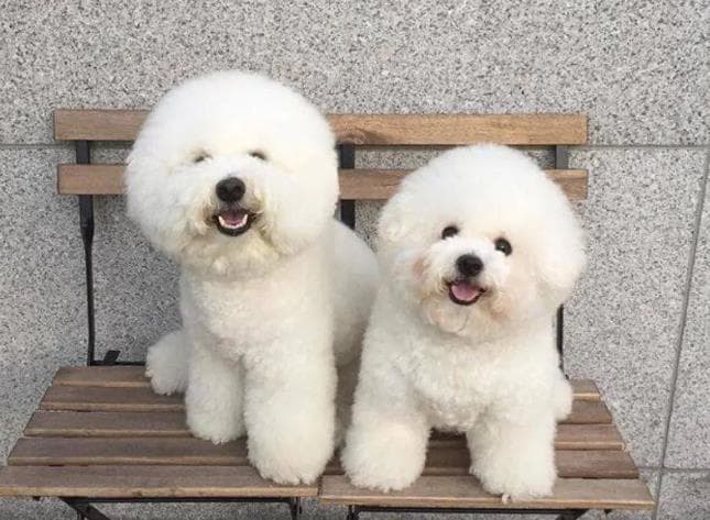 比熊犬能听懂人话吗？