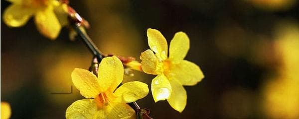 迎春花怎么养才能更旺盛（迎春花的管理与养护）