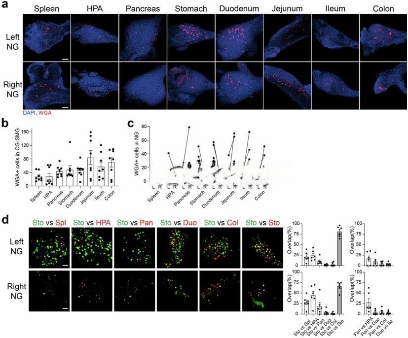 Nature：新研究揭示交感神经系统控制胃肠道消化功能