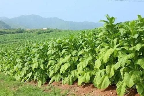 中国烟叶主要种植地区分布及特点