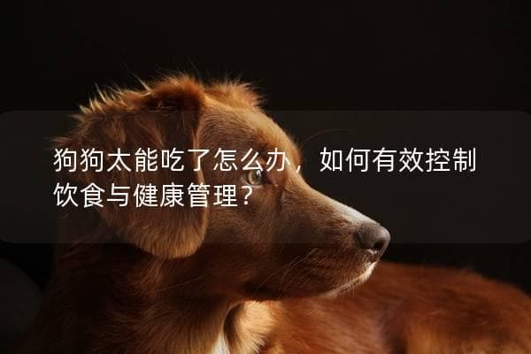 狗狗太能吃了怎么办，如何有效控制饮食与健康管理？