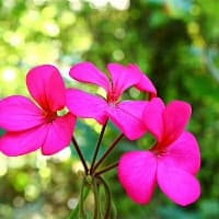 藕的两种科学保存方法