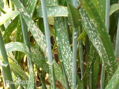 小麦白粉病的发生与防治