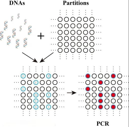 数字PCR（Digital PCR）检测技术