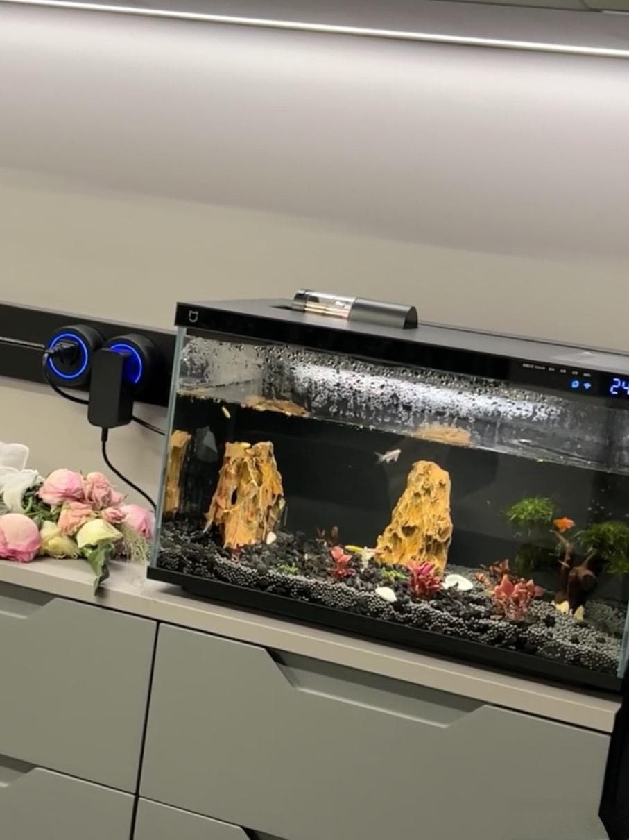 鱼缸的选择：如何挑选适合的鱼缸