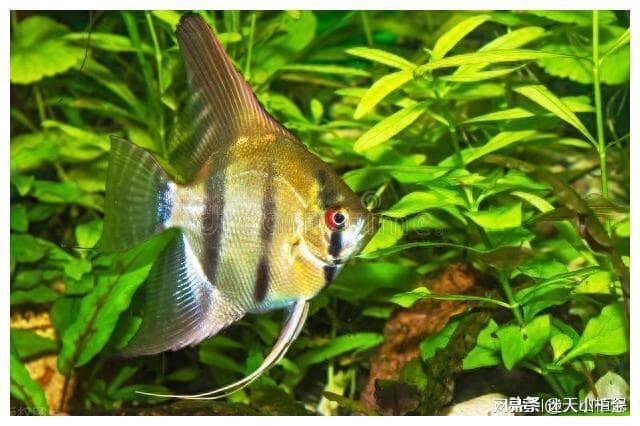 天使鱼养殖指南：环境、饲料与成长的关键要点