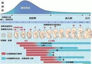 准妈妈的心头之痛——胚胎停止发育！