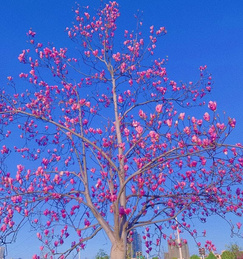 玉兰花开花时间解析：春天盛开的秘密与欣赏指南