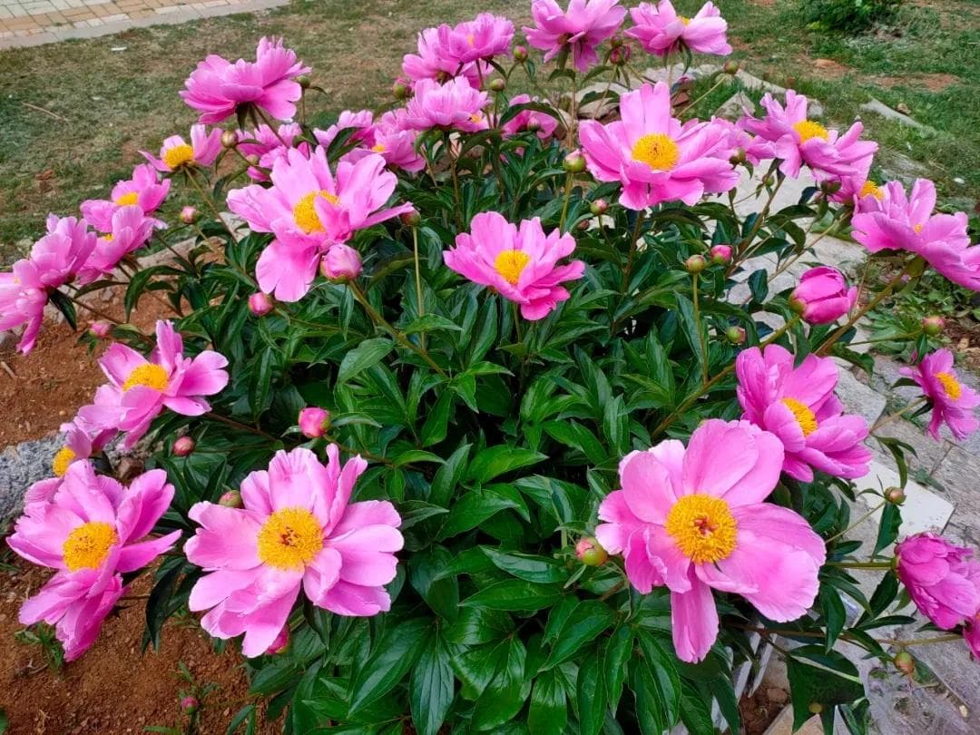 四季养花指南：不同季节的花卉选择与养护要点