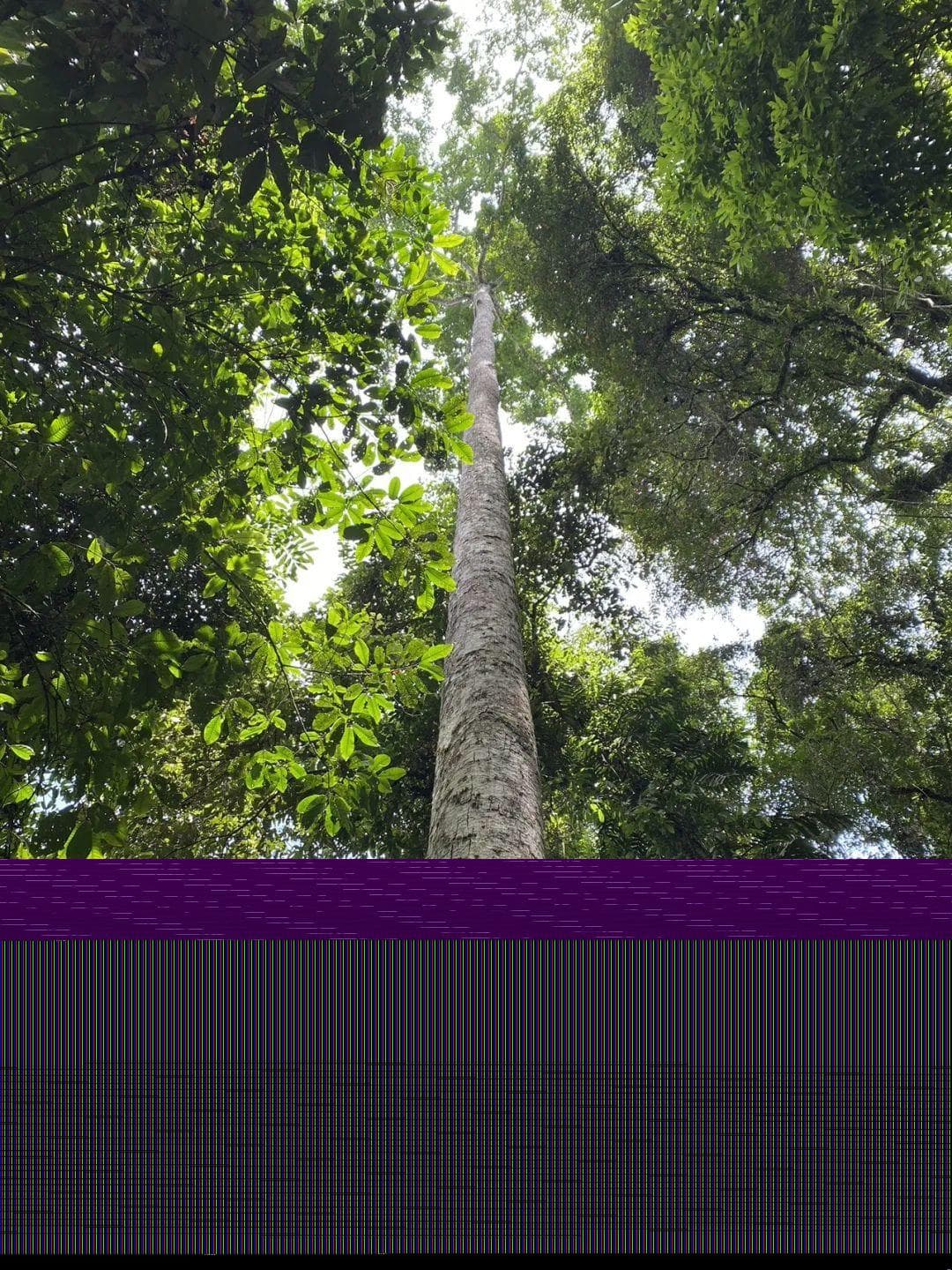 望天树：中国热带雨林的“林中美王子”