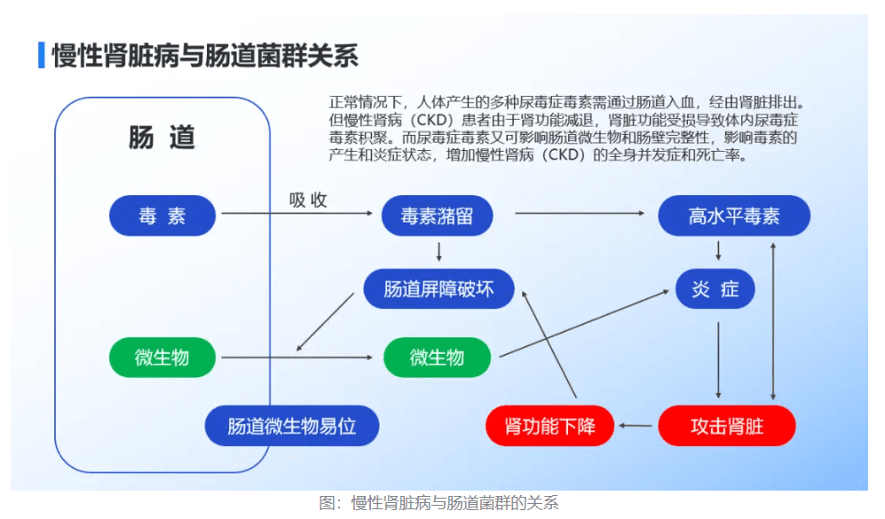 肠道菌群与肾病：不为人知的“纠缠关系”
