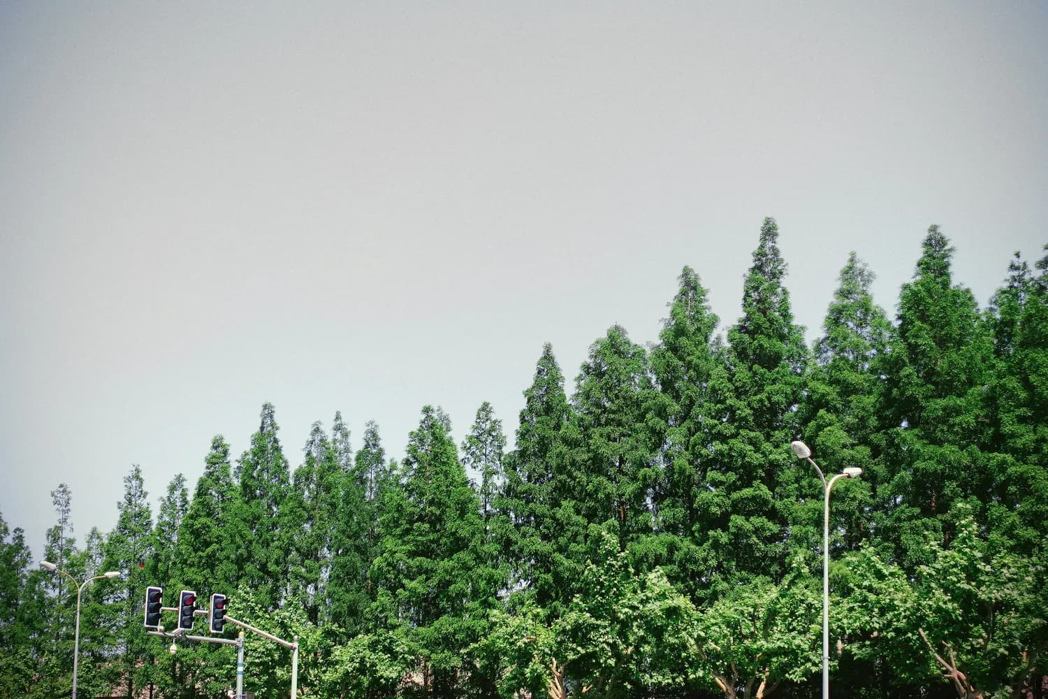 人教版五年级数学：如何通过植树问题提升孩子思维？
