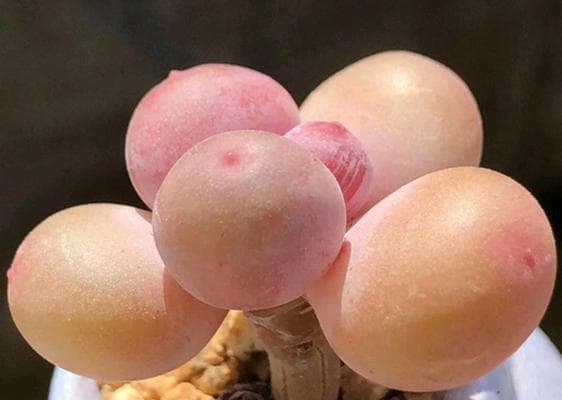 多肉植物新手入门指南：首选品种与挑选技巧