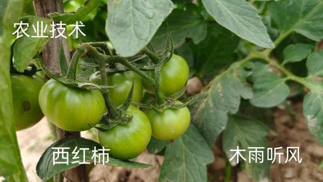 种植蔬菜，磷酸二氢钾几天打一次好，如何打磷酸二氢钾？