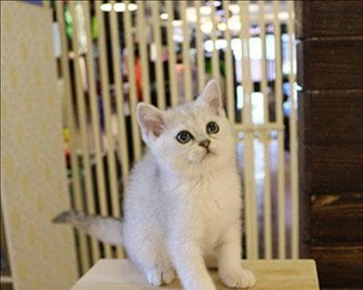小猫不会吃东西怎么办？如何引导小猫正确进食？