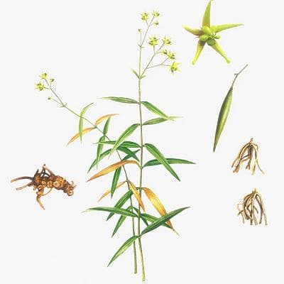 徐长卿：一种重要的中药材