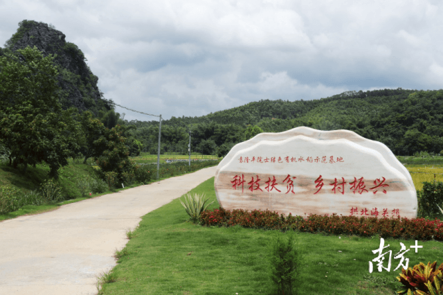 袁隆平院士团队在粤首个试验示范基地早稻丰收