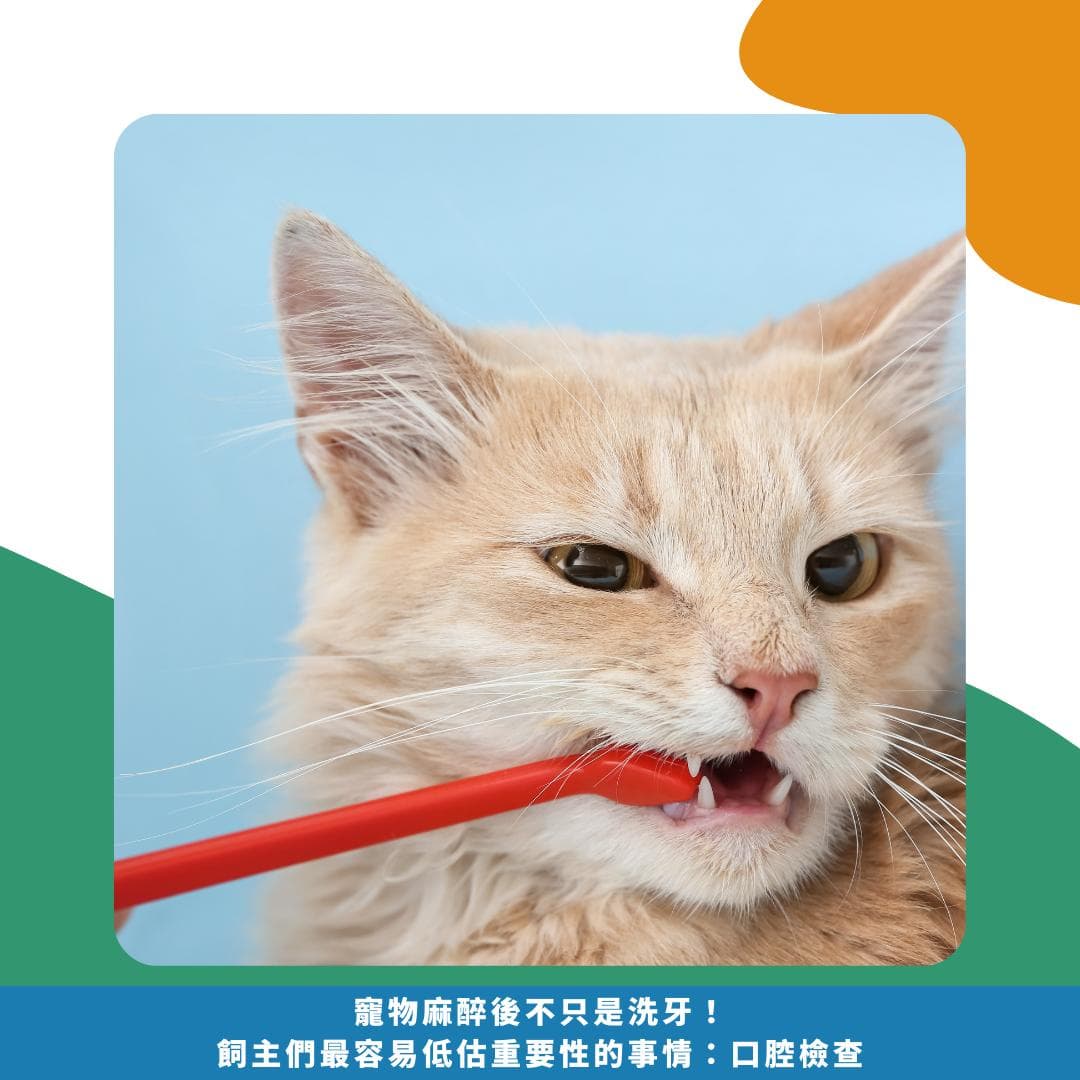 一招看猫咪牙结石！ 猫咪有牙结石会有哪些症状？ 牙结石刷得掉吗？
