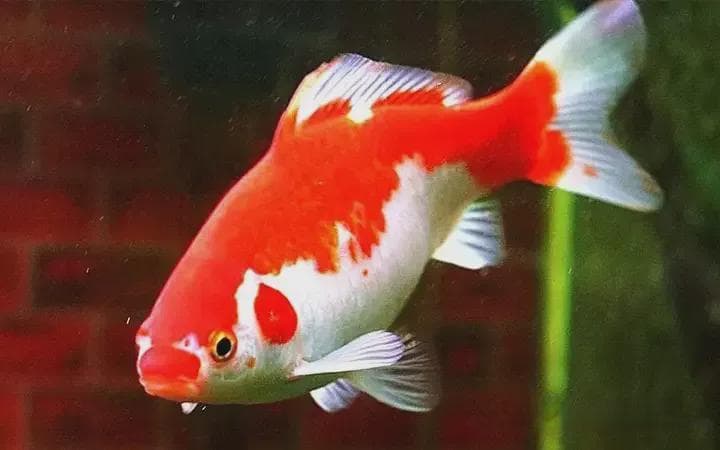 草金鱼(锦鲫)的硬鳞和软鳞
