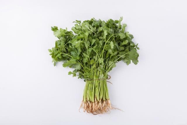 香菜为什么叫断阳草？香菜的种植方法是什么？