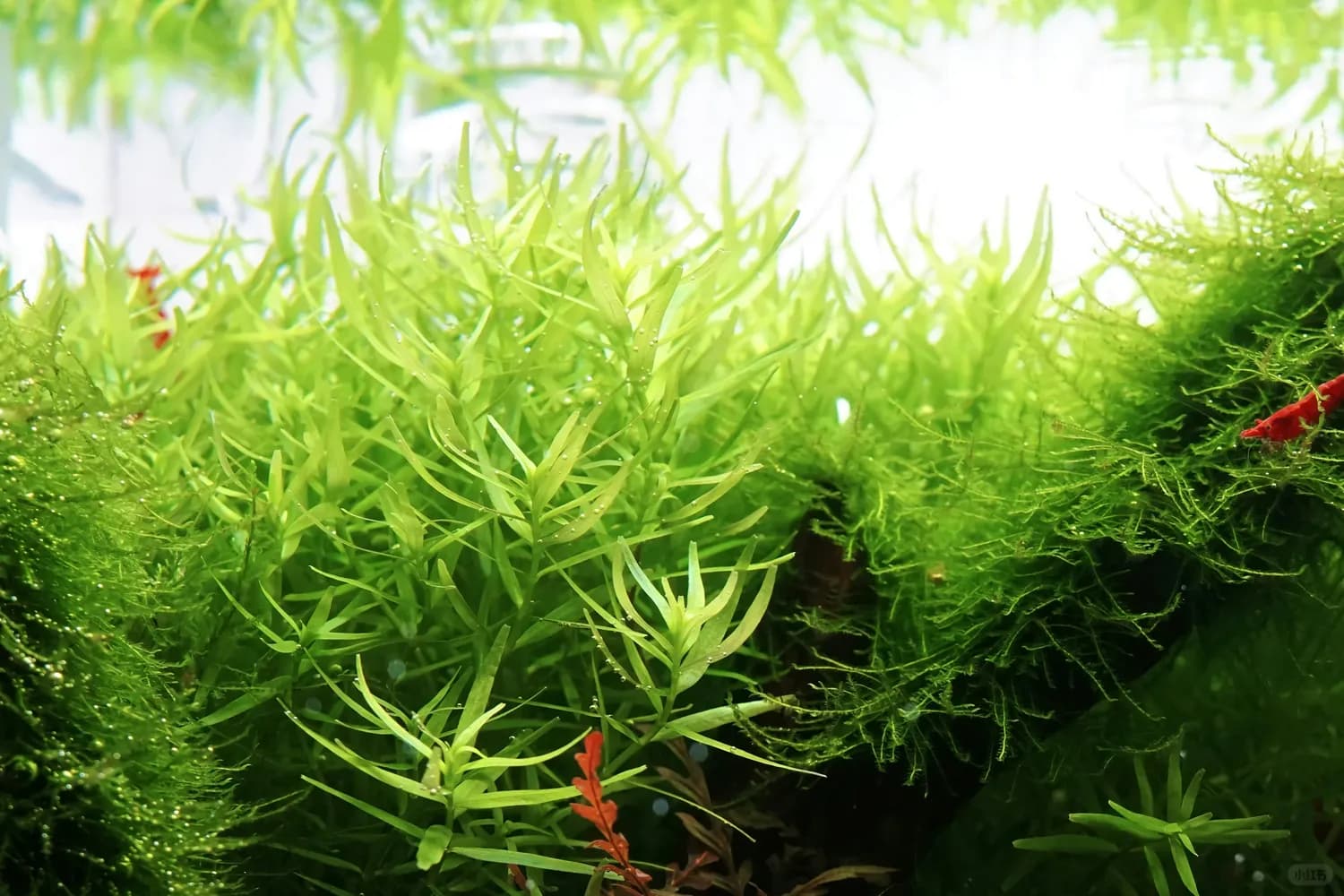 牛毛毡和蜈蚣草，谁才是鱼缸水质救星？