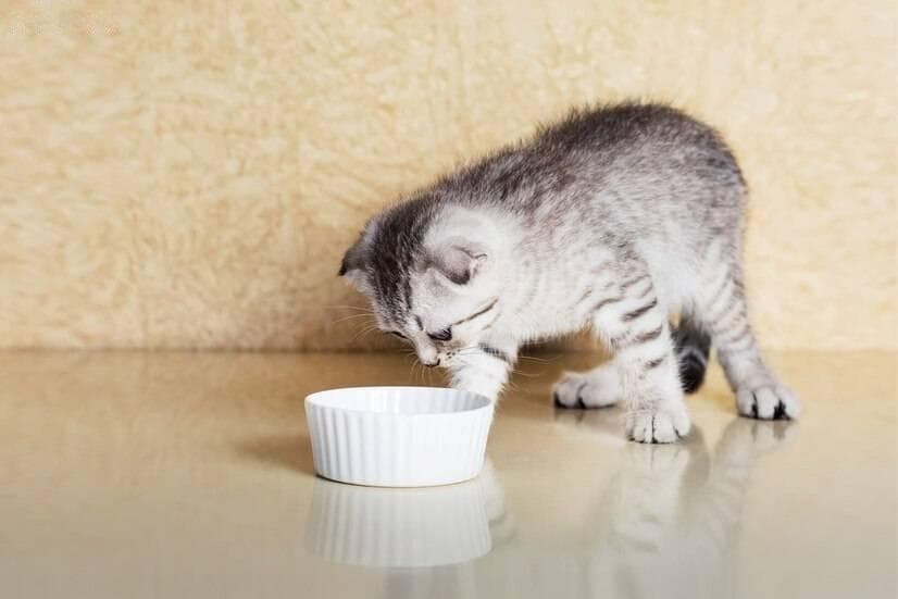 如何正确照顾刚到家的幼猫？专业养猫流程大揭秘！