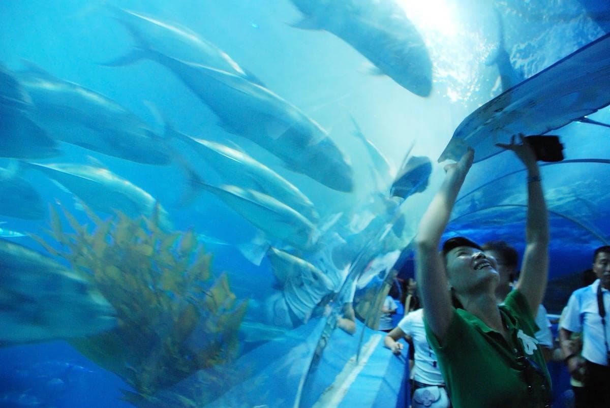 青岛海底世界游玩攻略：从海洋生物到科普体验，带孩子感受海洋之美