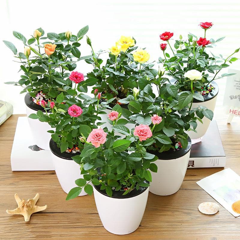 月季花用什么土壤比较好