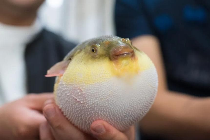 芜湖河豚：餐桌上的美味与文化