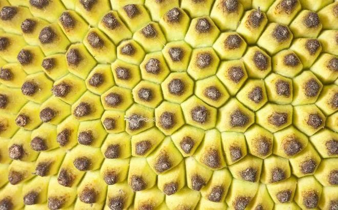 菠萝蜜的秘密：从外观到内部结构的全面解析