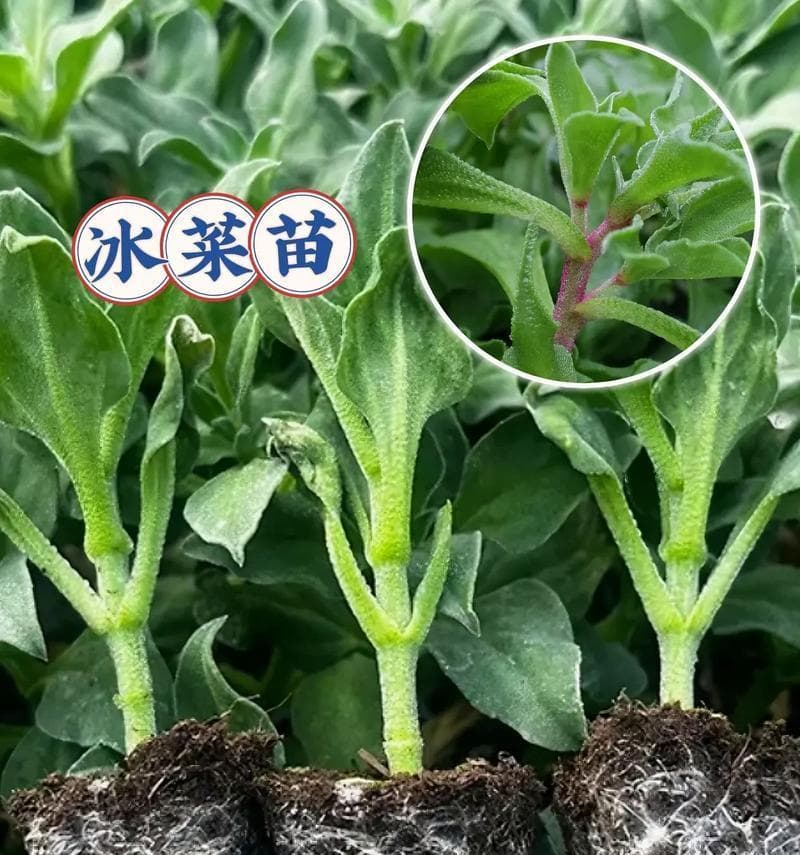 冰菜种植的最佳场所（从土壤、气候到灌溉，了解冰菜种植所需的条件）