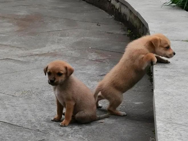 中华田园犬：从秦朝到现代的忠实伴侣
