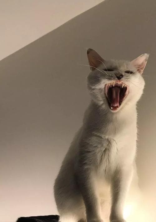 猫咪突然哈气低吼，你需要知道的可能原因（宠物猫咪的健康问题及预防措施）