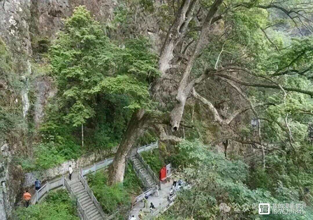 金丝楠木究竟是什么？为何价值连城？生长在悬崖上楠木王曾被多次偷盗