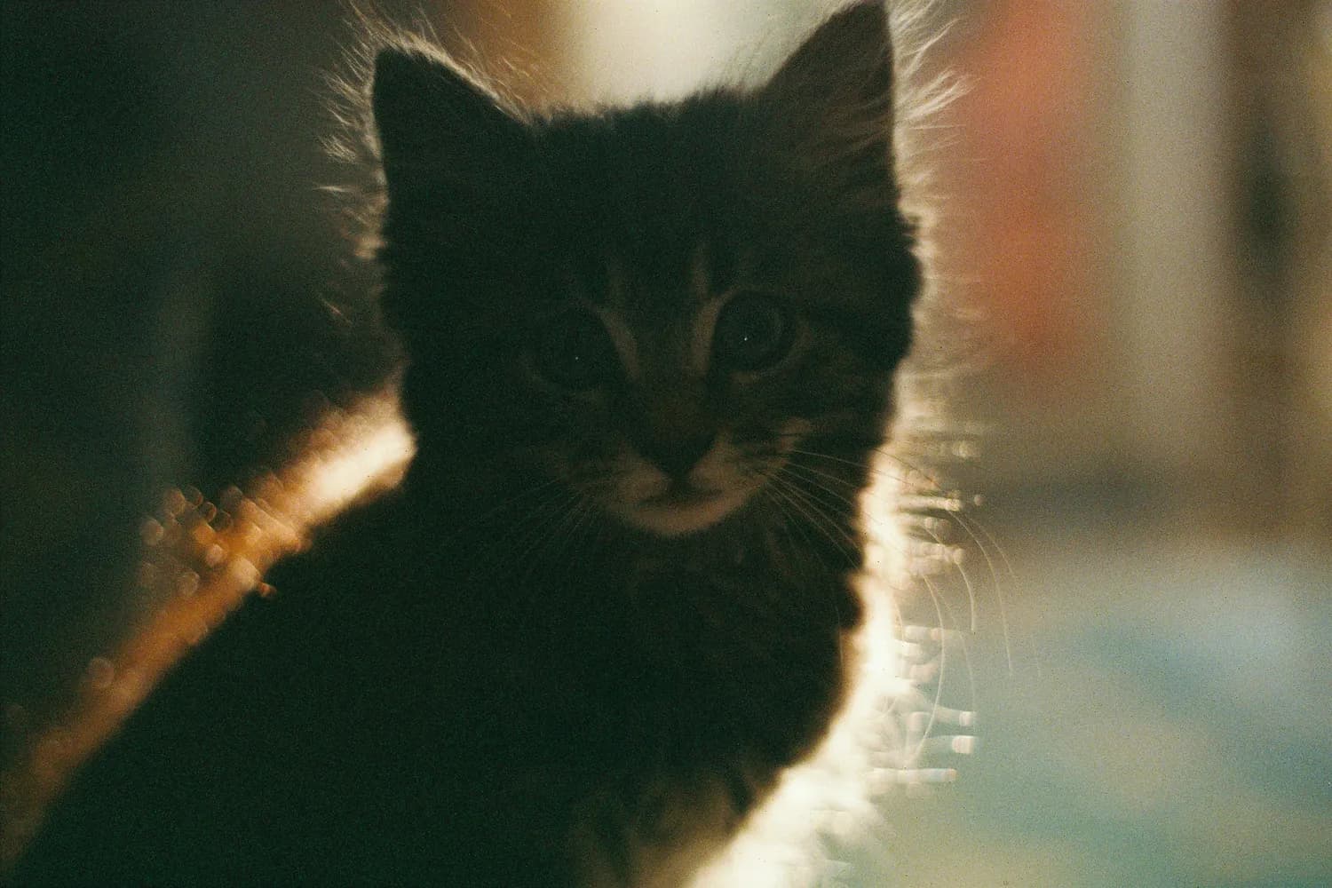 香蕉猫：一只网红表情包的诞生与走红