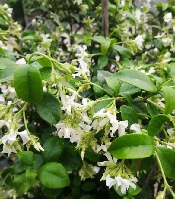 风车茉莉：能爬墙的美丽花卉，南北地区都能养