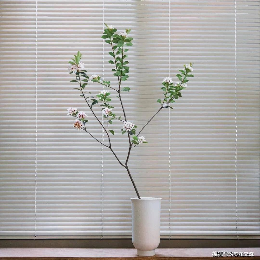 海岛春花养护指南：如何养成每年开花的盆栽灌木