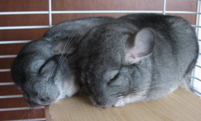 如何训练龙猫上厕所（宠物养殖者必读的训练技巧和建议）