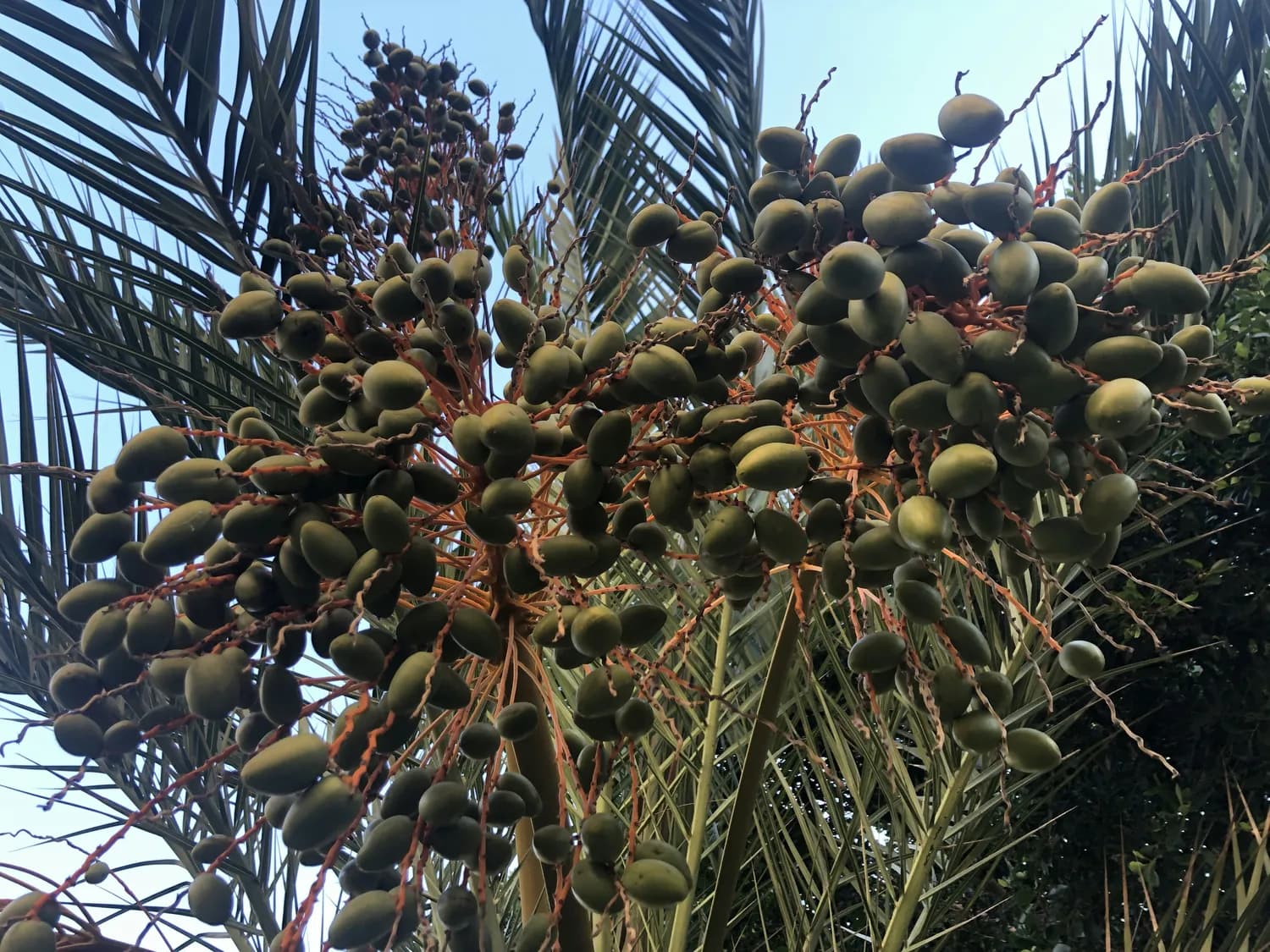 铁树果虽好，但这些食用禁忌你必须知道！