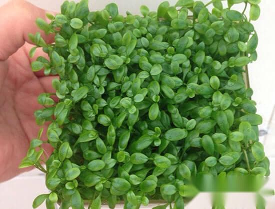 矮珍珠和爬地珍珠區別|附迷你矮珍珠、日本珍珠草