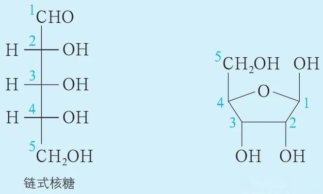 从分子水平理解生命的遗传物质核酸