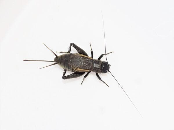 蛐蛐、蝈蝈、蟋蟀的区别：详细解析三者的形态与习性差异