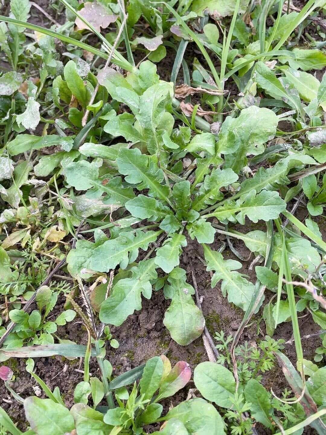 【中药材科普】每天认识一味中草药-荠菜