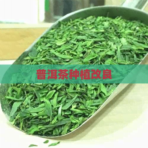 普洱茶种植改良