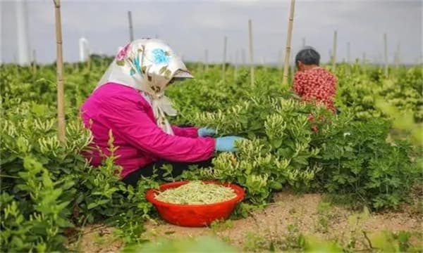 金银花的采收时间、采摘方法及分级标准