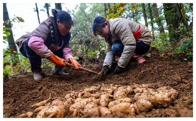 土茯苓种植技术详解：沙质壤土为佳，秋季采收最佳