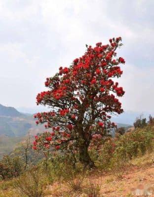 马樱花下山桩移栽时间？如何移栽马缨花