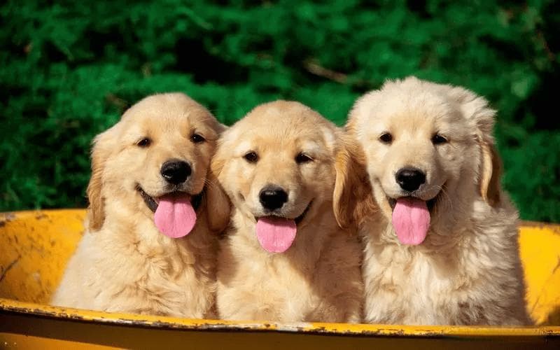 史前巨兽：体型超过金钱豹的史前猛犬