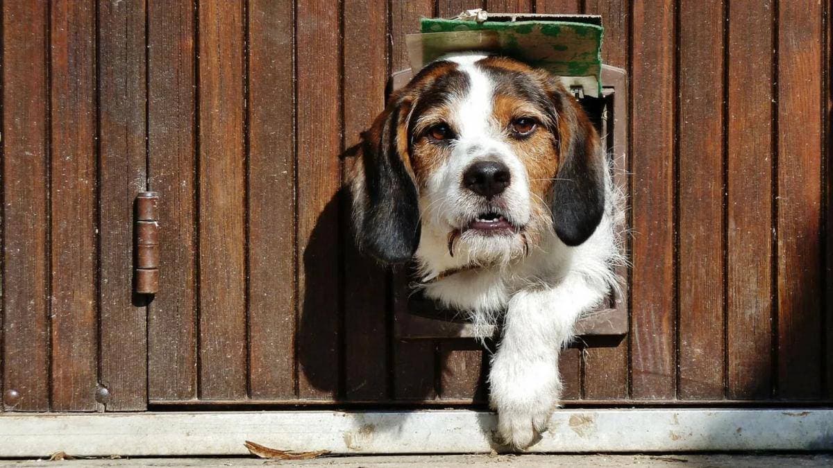 最适合家庭保护的十大犬种
